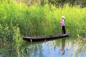 Bông điên điển