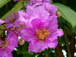 Hoa Tím Bằng Lăng