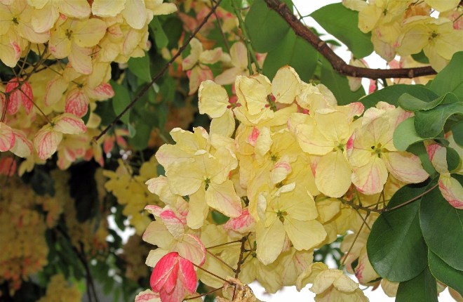 Hoa trên đảo Hawaii