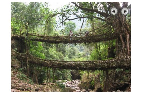 Cây cầu độc nhất vô nhị