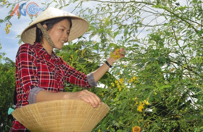 Mùa bông điên điển