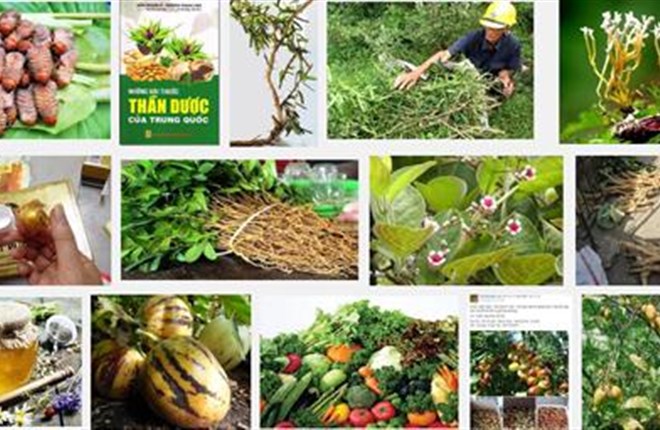 Bàn về "Mâm cơm người Việt chứa toàn là thuốc trị ung thư"