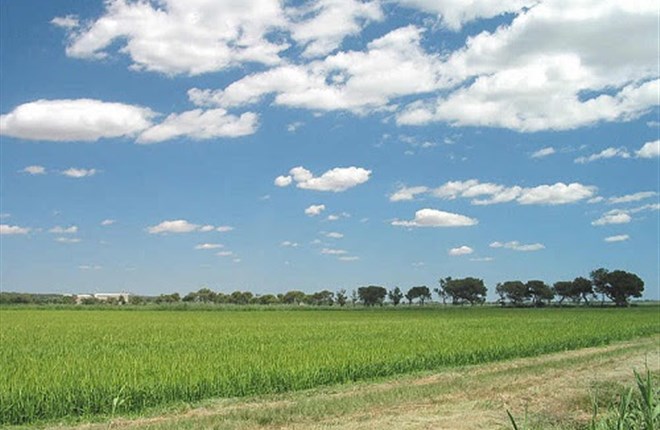 NHỮNG NGƯỜI ĐÃ CÓ CÔNG GIÚP NƯỚC PHÁP SẢN XUẤT GẠO CAMARGUE