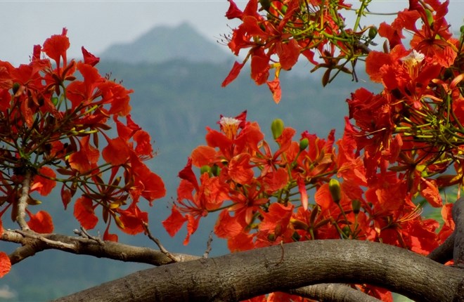Mùa hè ở Tahiti