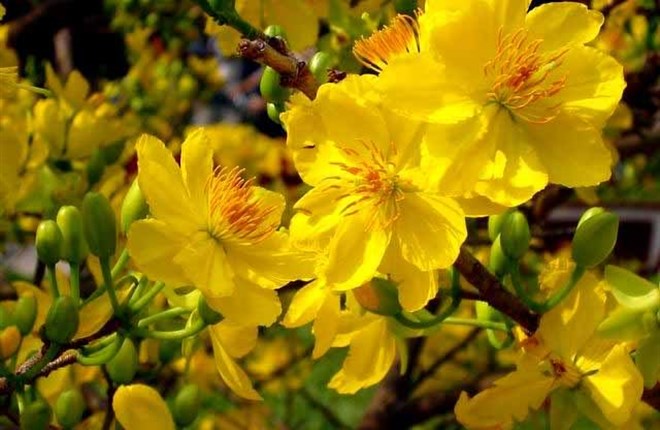 Tìm hiểu về hoa mai vàng Việt Nam - BS LÊ VĂN LÂN