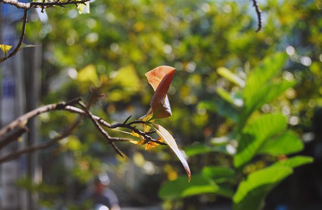 Sài Gòn nắng tháng Chạp