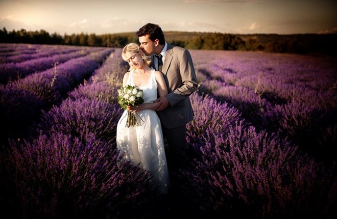 Thiên đường oải hương tràn sắc tím giữa lòng Provence