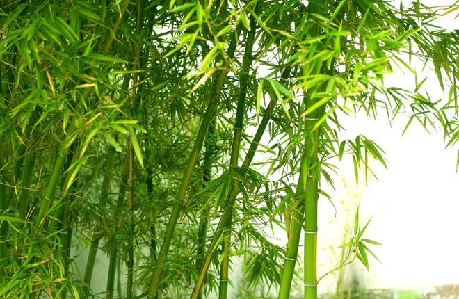 Hoa tre - Bí ẩn không phải ai cũng biết