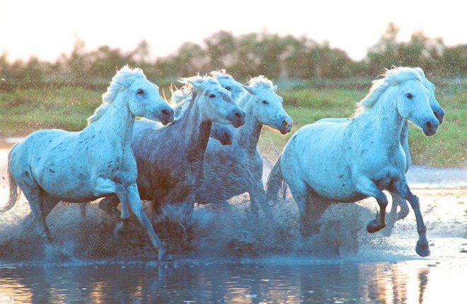 Lạc giữa sắc tím mộng mơ của cánh đồng oải hương lớn nhất nước Pháp