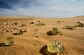 Thủy tinh sa mạc có phải hình thành do bom nguyên tử thời cổ đại?
