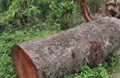 Khúc củi (truyện dịch)