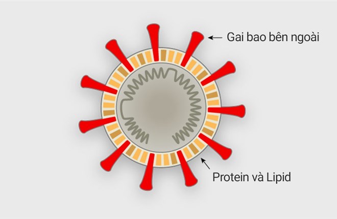 Virus corona tấn công tế bào người như thế nào?