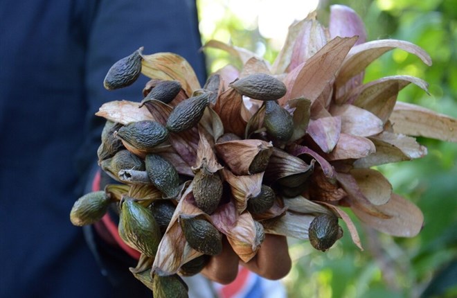 Loại quả trông sần sùi, xấu xí lại là đặc sản 4 năm mới có một lần ở Đồng Nai