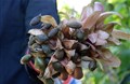 Loại quả trông sần sùi, xấu xí lại là đặc sản 4 năm mới có một lần ở Đồng Nai