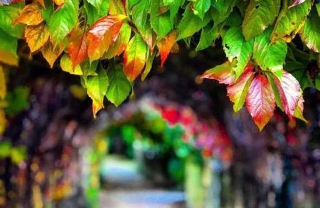 Chúa Nhật 33 Thường Niên Năm C