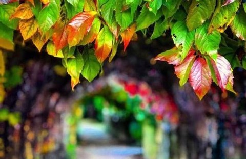 Chúa Nhật 33 Thường Niên Năm C