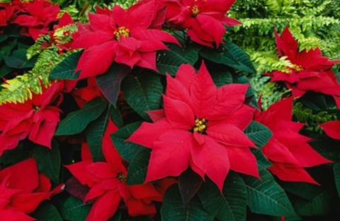 Giáng sinh và hoa poinsettia