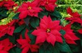 Giáng sinh và hoa poinsettia