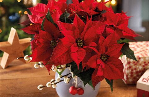 Câu chuyện cảm động đằng sau cây trạng nguyên vào dịp Giáng sinh