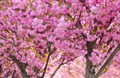 Tại sao hoa anh đào lại quyến rũ chúng ta đến vậy?