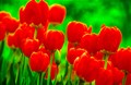 Uất kim hương cái tên ma mị (Hoa Tulipe)