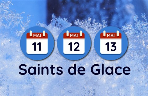 Làm vườn bên Pháp : "Saints de glace" = Ngày Thánh băng giá là gì ?