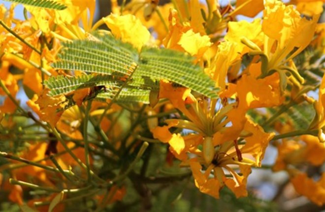 Màu Hoa Phượng