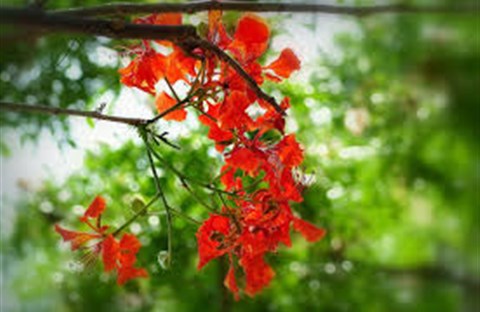 Nắng Hạ