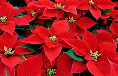 Làm thế nào để bảo quản cây Trạng Nguyên hoặc Sao Giáng sinh?