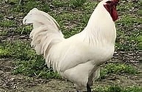 Poulet de Bresse - Gà Quý Phái