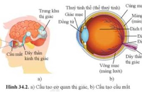 Tìm hiểu thị giác