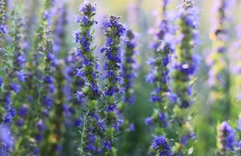 Cây Hyssop, Loài Thực Vật Trong Kinh Thánh Từ Sách Xuất Hành Đến Thập Giá