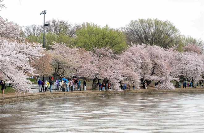 Hoa anh đào bung nở ở Washington