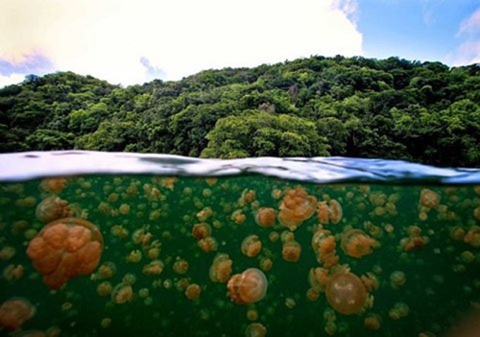 Description: Mỗi ngày có hàng triệu con sứa di chuyển vào trong hồ nhưng trong 2 năm1998 đến năm 2000, không thể tìm thấy bất kỳ một cá thể sứa nào ở đây.