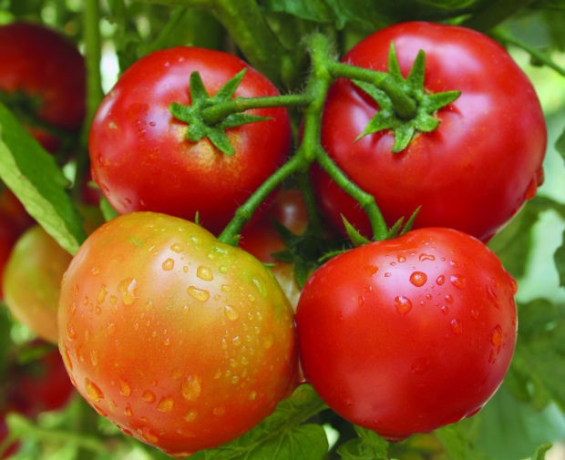 Cà chua và sức khỏe con người - 1