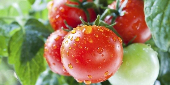 Cà chua và sức khỏe con người - 12