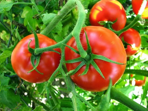 Cà chua và sức khỏe con người - 6