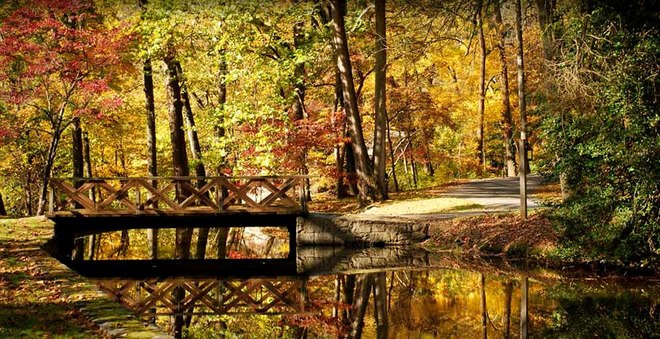 Ngắm rừng lá thu vàng tuyệt đẹp trải khắp nước Mỹ