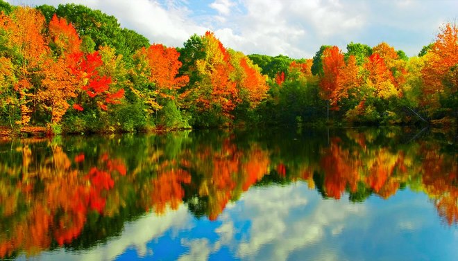 Ngắm rừng lá thu vàng tuyệt đẹp trải khắp nước Mỹ