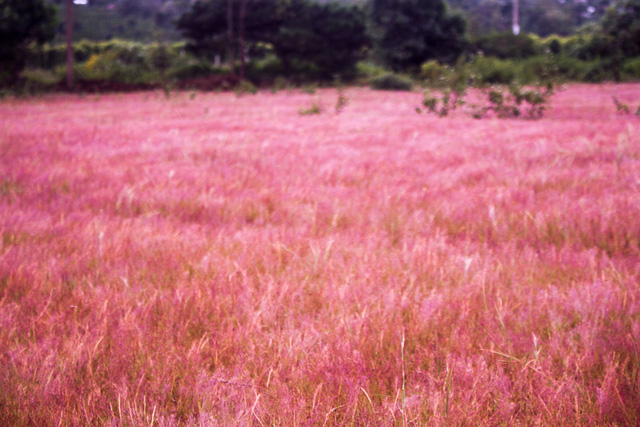 Đồi cỏ hồng đẹp như tranh ở Đà Lạt - 5