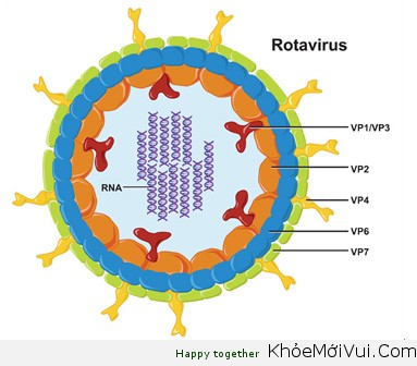Sự Khác Biệt Giữa Virus Và Vi Khuẩn, Sự Lây Lan Và Cách Phòng Ngừa - 15