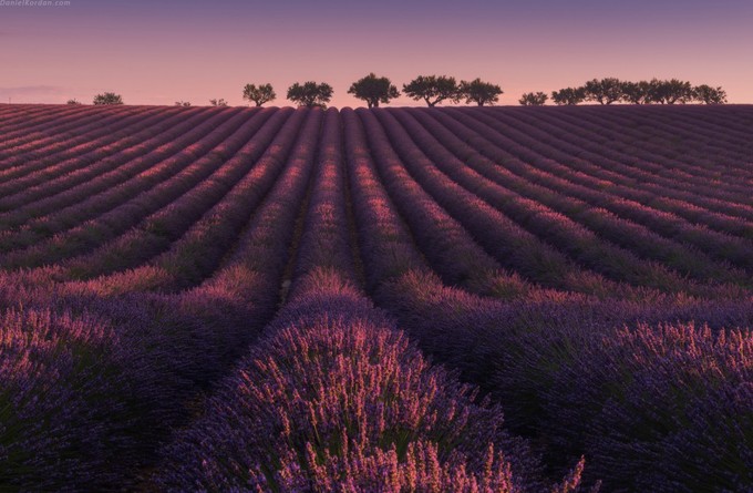 Thiên đường oải hương tràn sắc tím giữa lòng Provence - 1