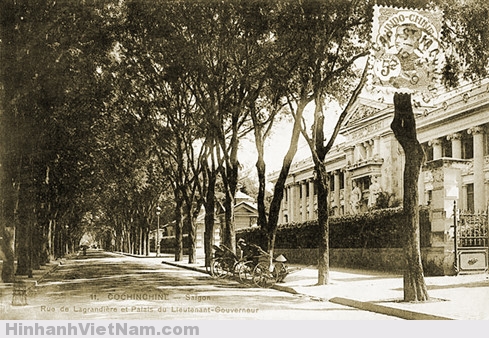 Những Hàng Cây Trăm Năm Xưa Cũ Ở Sài Gòn - 7