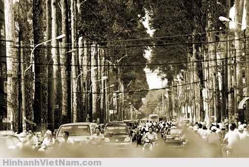 Những Hàng Cây Trăm Năm Xưa Cũ Ở Sài Gòn - 12