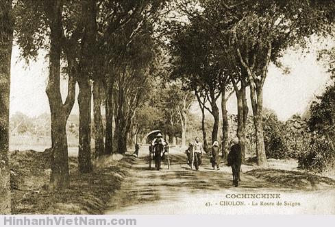 Những Hàng Cây Trăm Năm Xưa Cũ Ở Sài Gòn - 3