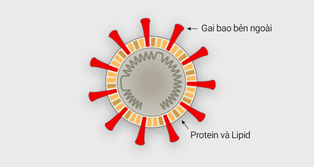 Virus corona tấn công tế bào người như thế nào? - 1