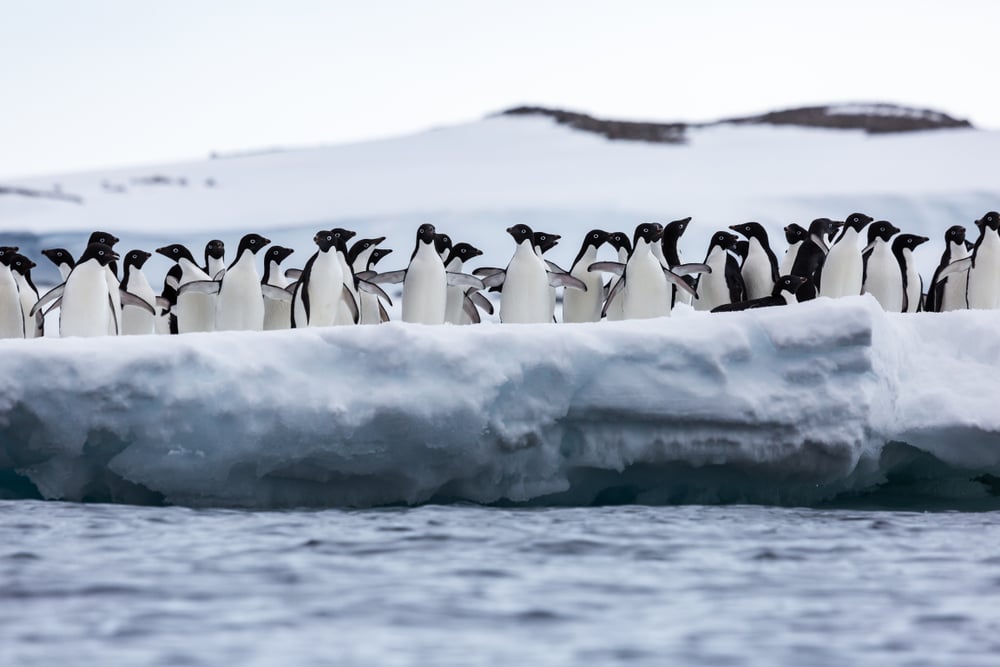 Nam Cực – Vùng Đất Tận Cùng Trái Đất - 2
