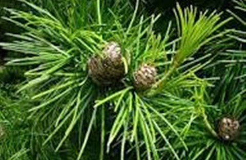 Chuyện hai cây thông